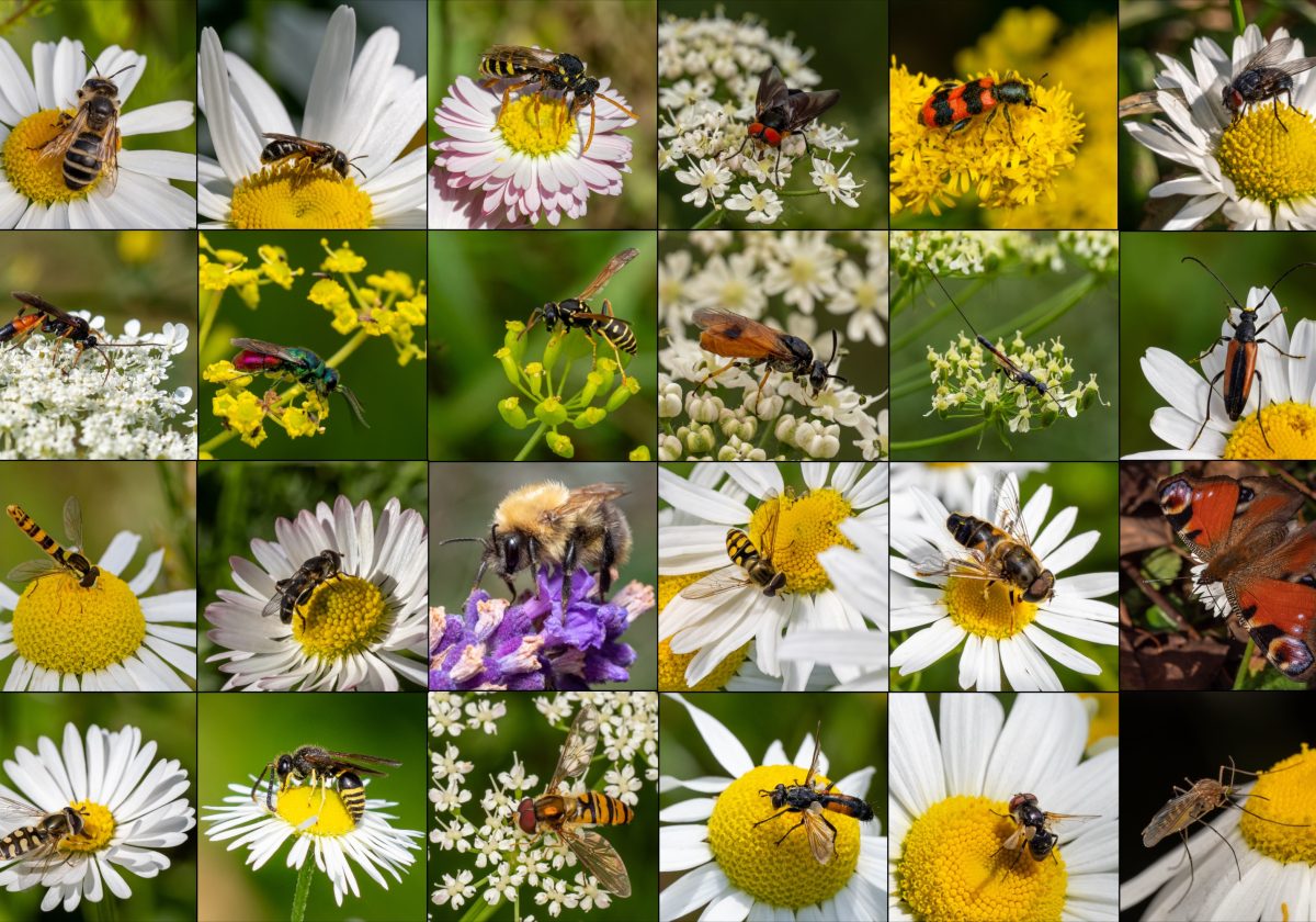 Piotr Łukasik | Sieć zależności, dzięki której żyjemy: bioróżnorodność a nasz dobrobyt