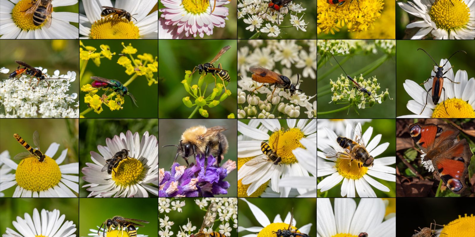 Piotr Łukasik | Sieć zależności, dzięki której żyjemy: bioróżnorodność a nasz dobrobyt